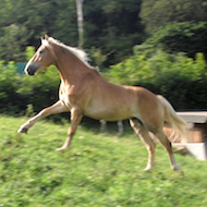 cavallo equitazione
